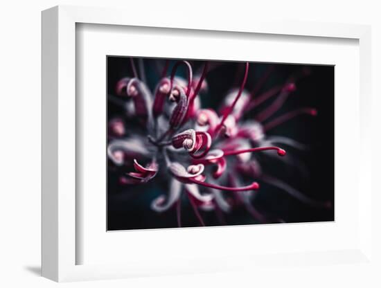 Outbreak-Philippe Sainte-Laudy-Framed Photographic Print