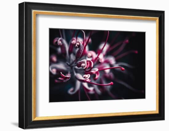 Outbreak-Philippe Sainte-Laudy-Framed Photographic Print