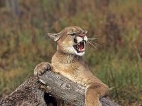 Cougar Growling-outdoorsman-Photographic Print