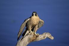 Peregrine Falcon In Flight-outdoorsman-Premier Image Canvas