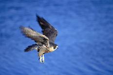 Peregrine Falcon In Flight-outdoorsman-Framed Premier Image Canvas