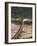 Outeniqua Choo Tjoe Train Crossing the Kaimans River Bridge, South Africa, Africa-Amanda Hall-Framed Photographic Print