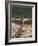 Outeniqua Choo Tjoe Train Crossing the Kaimans River Bridge, South Africa, Africa-Amanda Hall-Framed Photographic Print