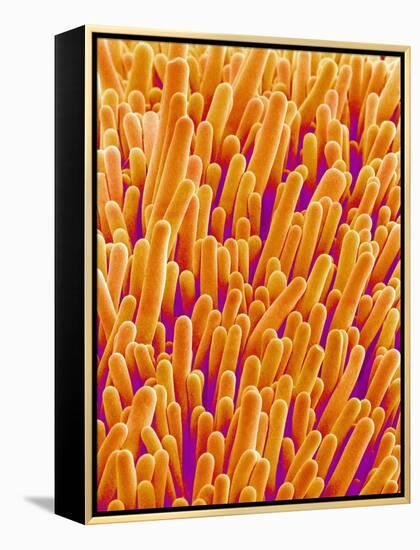 Outer Cells on Petal of Cymbidium Plant-Micro Discovery-Framed Premier Image Canvas