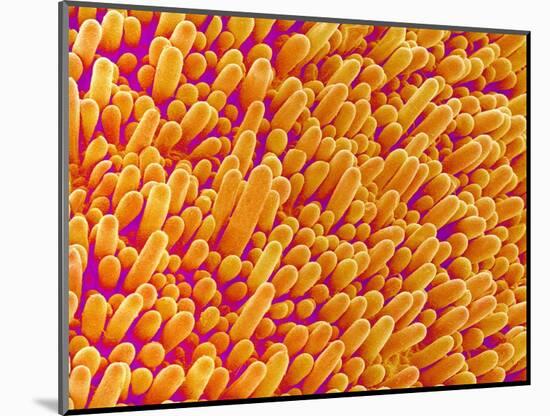Outer Cells on Petal of Cymbidium Plant-Micro Discovery-Mounted Photographic Print