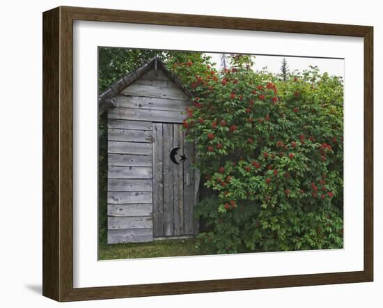 Outhouse Built in 1929 Surrounded by Blooming Elderberrys, Homer, Alaska, USA-Dennis Flaherty-Framed Photographic Print