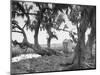 Outhouse Sitting in the Middle of the Woods-null-Mounted Photographic Print