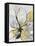 Outlined Floral II Yellow Version-Asia Jensen-Framed Stretched Canvas