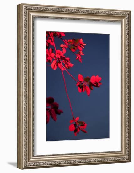 Outside, sky, night, branch-Nora Frei-Framed Photographic Print