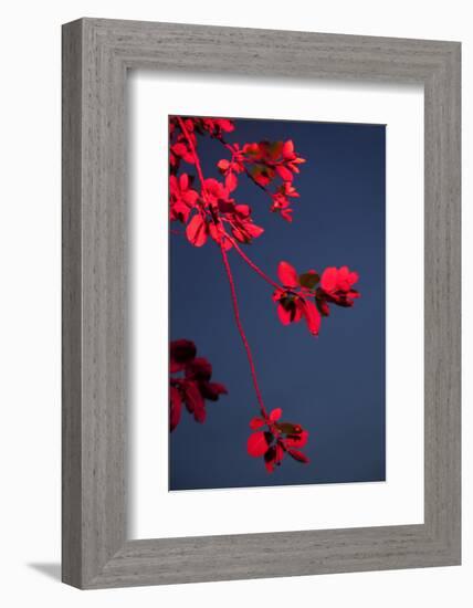Outside, sky, night, branch-Nora Frei-Framed Photographic Print