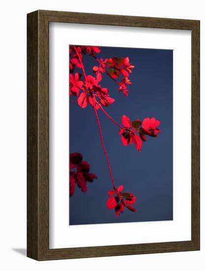 Outside, sky, night, branch-Nora Frei-Framed Photographic Print