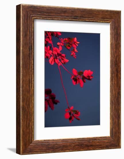 Outside, sky, night, branch-Nora Frei-Framed Photographic Print