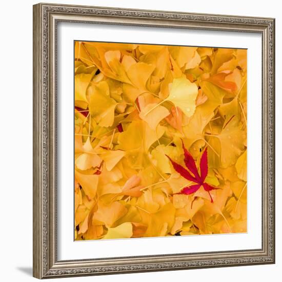 Outside the Yellow-Philippe Sainte-Laudy-Framed Photographic Print