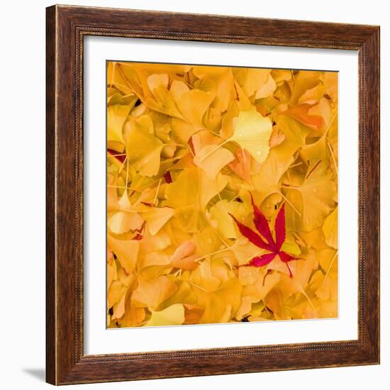 Outside the Yellow-Philippe Sainte-Laudy-Framed Photographic Print