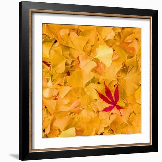 Outside the Yellow-Philippe Sainte-Laudy-Framed Photographic Print