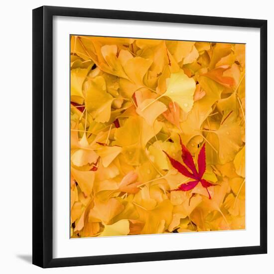 Outside the Yellow-Philippe Sainte-Laudy-Framed Photographic Print