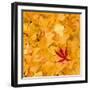 Outside the Yellow-Philippe Sainte-Laudy-Framed Photographic Print
