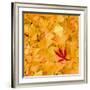 Outside the Yellow-Philippe Sainte-Laudy-Framed Photographic Print