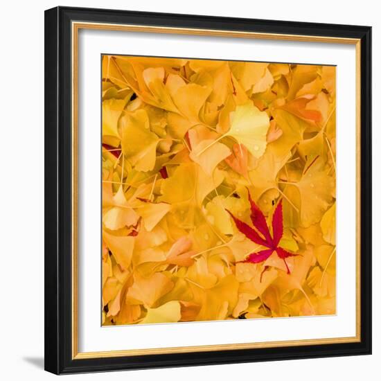 Outside the Yellow-Philippe Sainte-Laudy-Framed Photographic Print