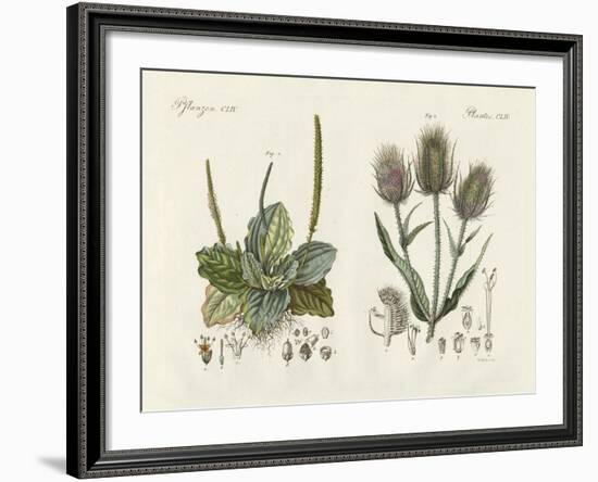 Outstanding Plants-null-Framed Giclee Print