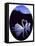 Oval Kissing Swans-Bonnie B. Cook-Framed Premier Image Canvas