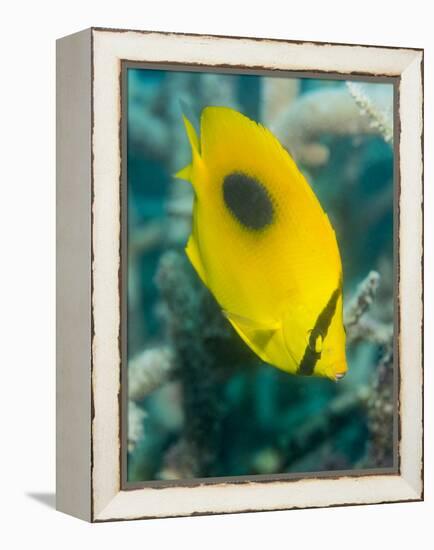 Ovalspot Butterflyfish (Chaetodon Speculum), Cairns, Queensland, Australia, Pacific-Louise Murray-Framed Premier Image Canvas