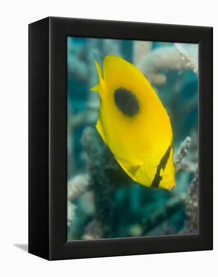 Ovalspot Butterflyfish (Chaetodon Speculum), Cairns, Queensland, Australia, Pacific-Louise Murray-Framed Premier Image Canvas
