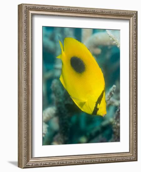 Ovalspot Butterflyfish (Chaetodon Speculum), Cairns, Queensland, Australia, Pacific-Louise Murray-Framed Photographic Print