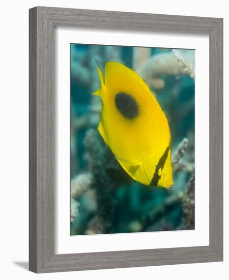 Ovalspot Butterflyfish (Chaetodon Speculum), Cairns, Queensland, Australia, Pacific-Louise Murray-Framed Photographic Print