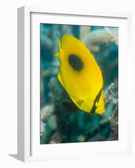 Ovalspot Butterflyfish (Chaetodon Speculum), Cairns, Queensland, Australia, Pacific-Louise Murray-Framed Photographic Print