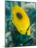 Ovalspot Butterflyfish (Chaetodon Speculum), Cairns, Queensland, Australia, Pacific-Louise Murray-Mounted Photographic Print