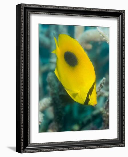 Ovalspot Butterflyfish (Chaetodon Speculum), Cairns, Queensland, Australia, Pacific-Louise Murray-Framed Photographic Print