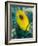 Ovalspot Butterflyfish (Chaetodon Speculum), Cairns, Queensland, Australia, Pacific-Louise Murray-Framed Photographic Print