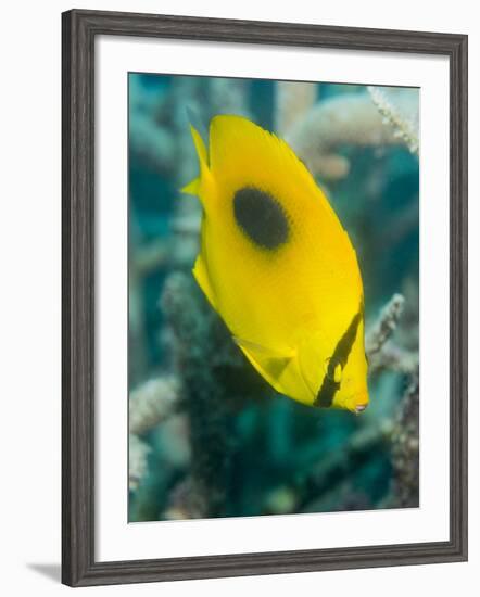 Ovalspot Butterflyfish (Chaetodon Speculum), Cairns, Queensland, Australia, Pacific-Louise Murray-Framed Photographic Print