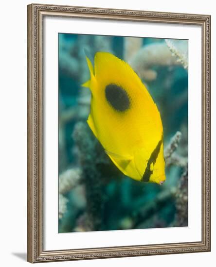 Ovalspot Butterflyfish (Chaetodon Speculum), Cairns, Queensland, Australia, Pacific-Louise Murray-Framed Photographic Print