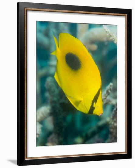 Ovalspot Butterflyfish (Chaetodon Speculum), Cairns, Queensland, Australia, Pacific-Louise Murray-Framed Photographic Print