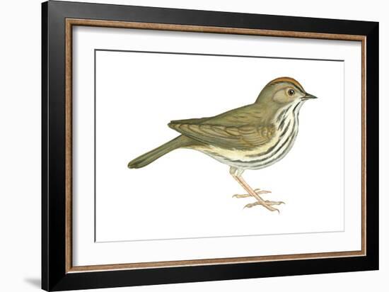 Ovenbird (Seiurus Aurocapillus), Birds-Encyclopaedia Britannica-Framed Art Print
