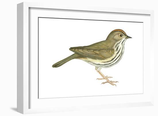 Ovenbird (Seiurus Aurocapillus), Birds-Encyclopaedia Britannica-Framed Art Print