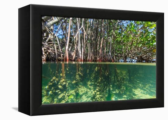 Over and under Shot of Mangrove Roots in Tampa Bay, Florida-James White-Framed Premier Image Canvas