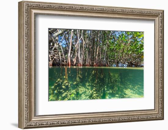 Over and under Shot of Mangrove Roots in Tampa Bay, Florida-James White-Framed Photographic Print