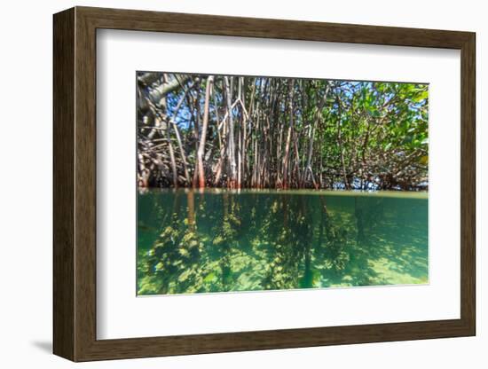 Over and under Shot of Mangrove Roots in Tampa Bay, Florida-James White-Framed Photographic Print