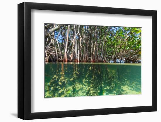 Over and under Shot of Mangrove Roots in Tampa Bay, Florida-James White-Framed Photographic Print