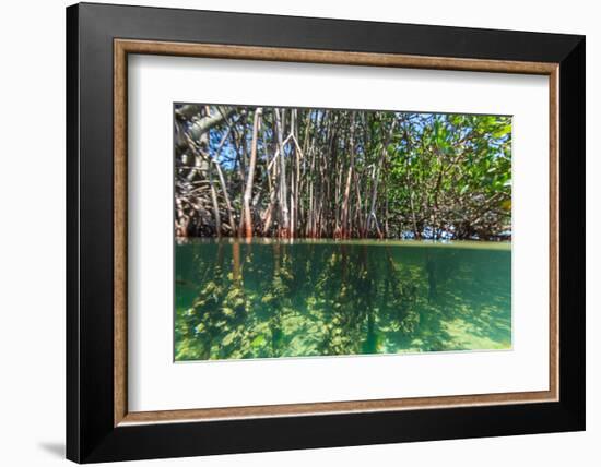 Over and under Shot of Mangrove Roots in Tampa Bay, Florida-James White-Framed Photographic Print