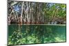 Over and under Shot of Mangrove Roots in Tampa Bay, Florida-James White-Mounted Photographic Print