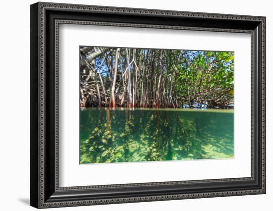 Over and under Shot of Mangrove Roots in Tampa Bay, Florida-James White-Framed Photographic Print