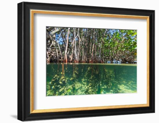 Over and under Shot of Mangrove Roots in Tampa Bay, Florida-James White-Framed Photographic Print