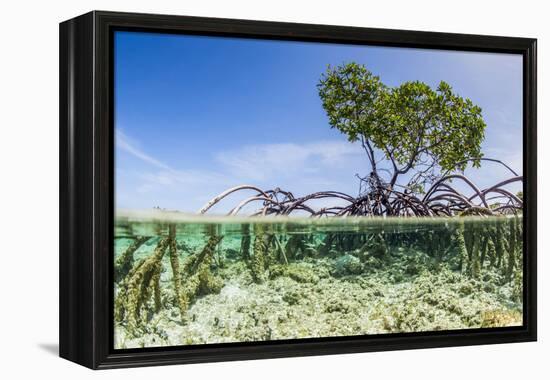 Over and under Water Photograph of a Mangrove Tree , Background Near Staniel Cay, Bahamas-James White-Framed Premier Image Canvas