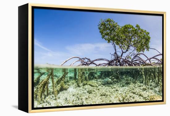 Over and under Water Photograph of a Mangrove Tree , Background Near Staniel Cay, Bahamas-James White-Framed Premier Image Canvas