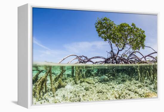 Over and under Water Photograph of a Mangrove Tree , Background Near Staniel Cay, Bahamas-James White-Framed Premier Image Canvas