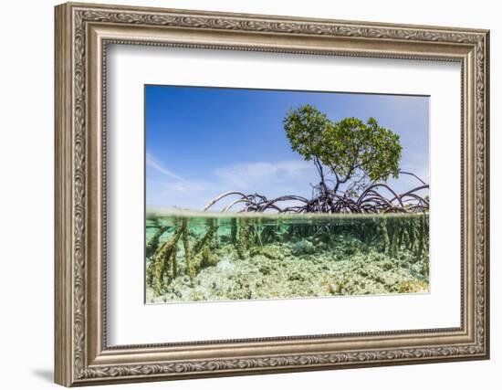 Over and under Water Photograph of a Mangrove Tree , Background Near Staniel Cay, Bahamas-James White-Framed Photographic Print